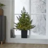 Billede af Jólatræ í potti v./perum, Greyland, 95 cm