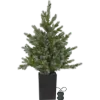Billede af Jólatræ í potti v./perum, Greyland, 95 cm